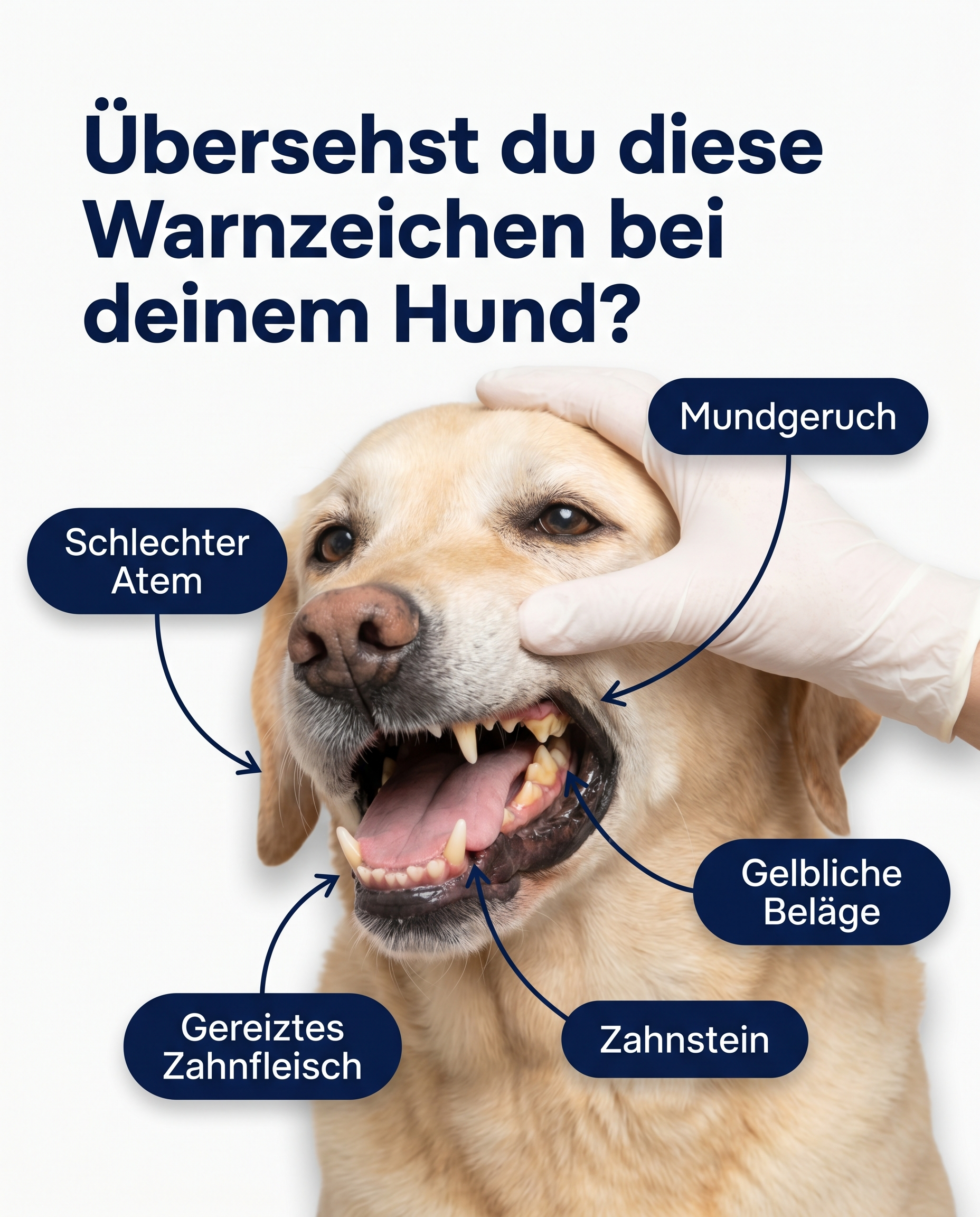 Kriath Zahn Komplex Produktfoto 4
