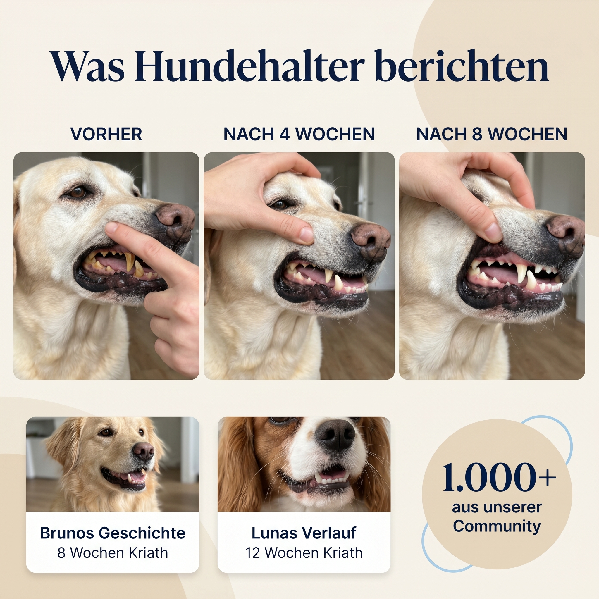 Kriath Zahn Komplex Produktfoto 5